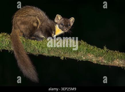 Une martre de pin européenne sauvage, nom scientifique : Martes martes, buvant sur une branche couverte de mousse dans les bois la nuit. Capturé contre un backgrou sombre Banque D'Images