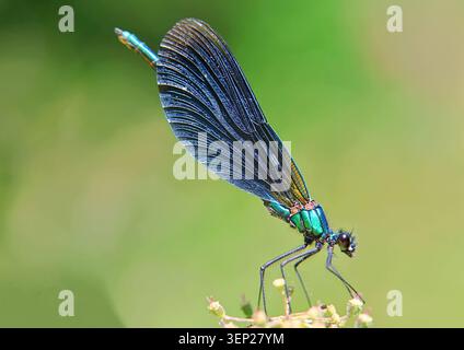 Blue Damsel voler de près Banque D'Images