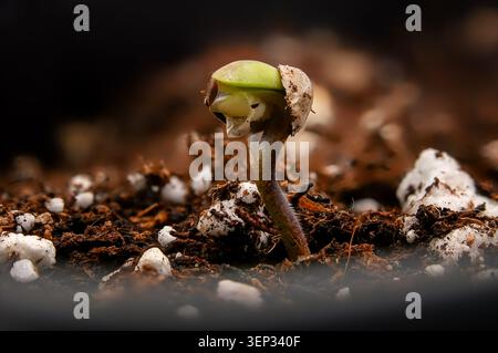 Plan macro d'un jeune marijuana, semis de cannabis émergeant de sa coquille de graines au stade de germination, isolé sur fond sombre Banque D'Images
