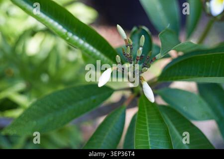 Belles plantes Plumeria poussant dans des pots de culture en tissu. Banque D'Images