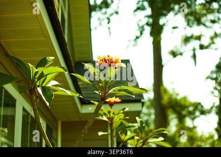 Belles plantes Plumeria poussant dans des pots de culture en tissu. Banque D'Images