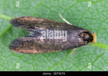 Taleporia tubulosa, le grand bouleau brillant, est un petit papillon nocturne de la famille des papillons (Psychidae). les chenilles se nourrissent de lichen. Banque D'Images
