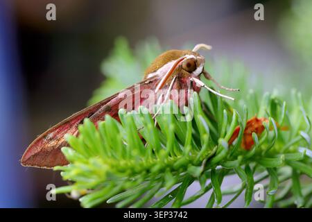 Hyles euphorbiae, le faucon-teth, est un teigne européen de la famille des Sphingidae. Un spécimen adulte sur une branche de sapin. Vue latérale. Banque D'Images