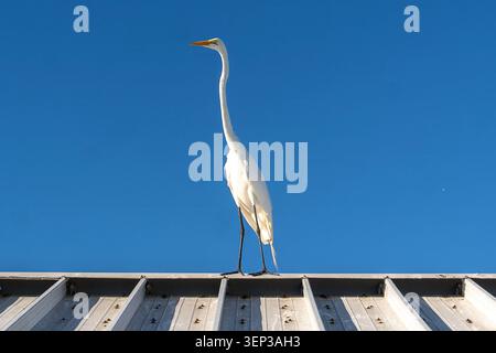Great Egret étirant son cou sur un toit métallique avec Blue Sky, Fort de Soto, Floride Banque D'Images