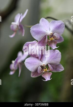 Fleurs d'orchidée de papillons de nuit Phalaenopsis violet clair avec lèvre tachetée et centre jaune fleurissant sur tige arquée, macro-photographie en gros plan avec bokeh doux Banque D'Images