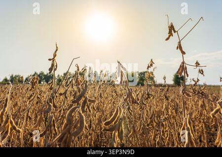 Les agriculteurs cultivent le soja dans ce champ avec des plantes dorées atteignant le soleil. La lumière chaude indique la fin de l'après-midi par temps clair dans la campagne Banque D'Images