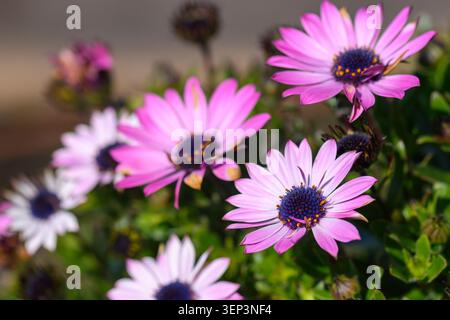 African Daisy, Dimorphotheca ecklonis, Vancouver, colombie-Britannique, Canada Banque D'Images