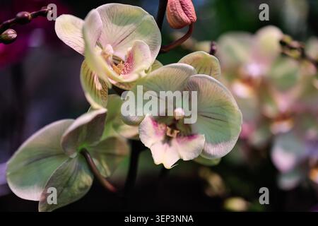 Fleurs d'orchidée de papillons Phalaenopsis vert clair avec veines roses et lèvres violettes fleurissant sur tige sombre avec bourgeon, macro-photographie en gros plan avec bo doux Banque D'Images