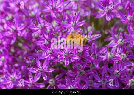 Allium Giganteum, gros plan de fleurs, avec Honey Bee, Apis mellifera, Vancouver, Colombie-Britannique, Canada Banque D'Images