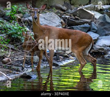 Cerfs à queue blanche dans leur manteau d'été Banque D'Images