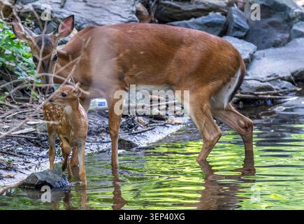 Cerfs à queue blanche dans leur manteau d'été Banque D'Images