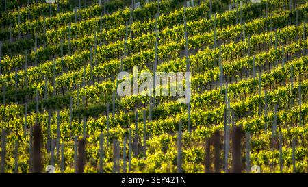 Vue rapprochée des rangées de vignes éclairées par la lumière chaude du soleil. Les motifs répétitifs et le feuillage vert éclatant capturent la beauté de la viticulture et de la R Banque D'Images