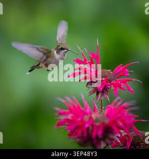 Colibri à gorge rubis Banque D'Images