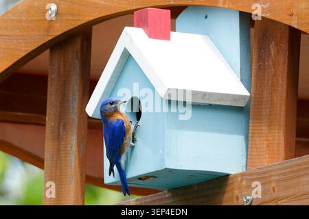 Bluebird de l'est perché sur un nichoir arrière-cour en Virginie Banque D'Images