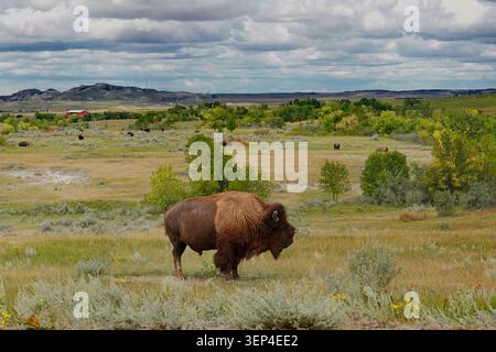 Pâturage de bisons dans le parc national Theodore Roosevelt dans le Dakota du Nord Banque D'Images