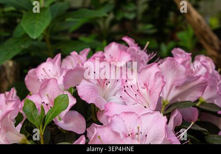 Gros plan de délicates fleurs d'azalée rose fleurissant dans un jardin avec une lumière naturelle douce et un fond de feuillage vert foncé. Parfait pour les thèmes du gardeni Banque D'Images