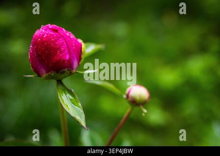 Un bourgeon de pivoine éclatant perlé par la pluie se penche dans un bokeh vert tandis qu'un deuxième bourgeon attend derrière la scène pour capturer la promesse de la floraison et les tendres paus Banque D'Images