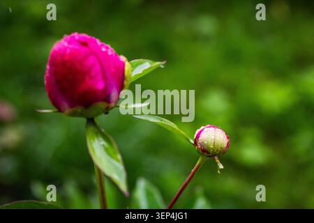 Les têtes de pivoine magenta émergent de tiges brillantes avec des gouttes de pluie accrochées à leur peau dans un doux flou de jardin et tenant l'anticipation tranquille de Banque D'Images