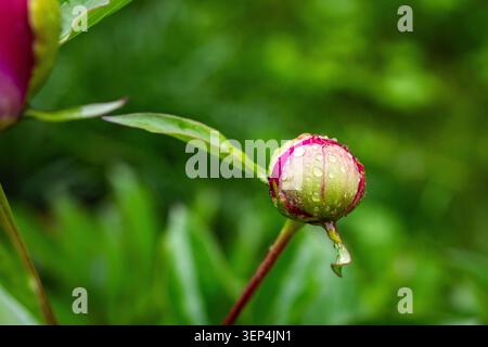 Le bourgeon de pivoine rond unique avec de minuscules gouttelettes se tient pointu sur un fond velouté laisse arquer à proximité et le moment se sent lumineux expectant et pe Banque D'Images