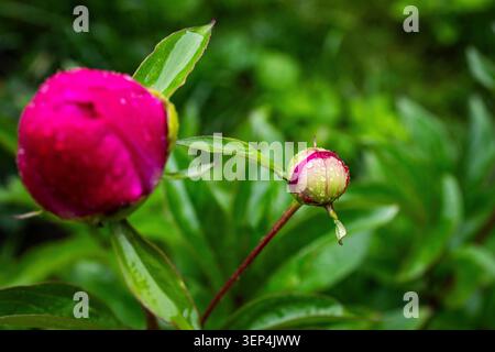 Deux pivoines partagent le cadre, l'une richement rose et l'autre pâle et serrée, toutes deux saupoudrées de rosée et maintenues par des tiges minces suggérant le déroulement de l'histoire Banque D'Images