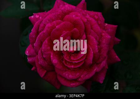 Fleurs dans la pluie Banque D'Images