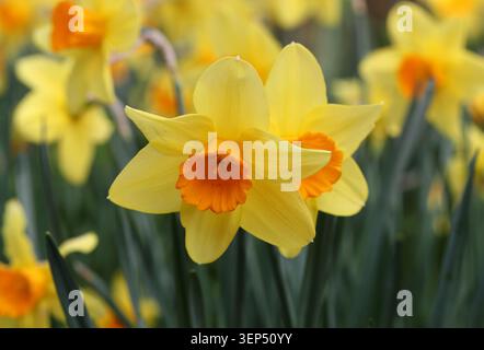 Jonquilles, Narcissus 'Fortune', Amaryllidaceae. ROYAUME-UNI. Narcissus 'Fortune' est un jonquille vigoureux, à grosses coupelles. Banque D'Images