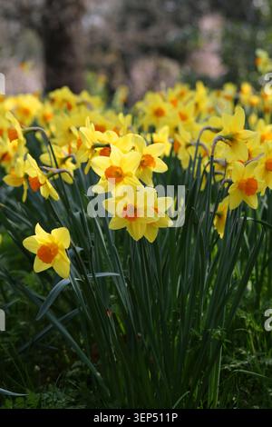 Jonquilles, Narcissus 'Fortune', Amaryllidaceae. ROYAUME-UNI. Narcissus 'Fortune' est un jonquille vigoureux, à grosses coupelles. Banque D'Images