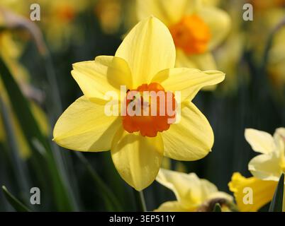 Jonquilles, Narcissus 'Fortune', Amaryllidaceae. ROYAUME-UNI. Narcissus 'Fortune' est un jonquille vigoureux, à grosses coupelles. Banque D'Images