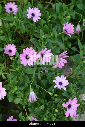 Marguerites africaines, marguerites sud-africaines ou marguerites du Cap, Osteospermum 'Astra Pink', Asteraceae. Afrique du Sud, Afrique. Banque D'Images