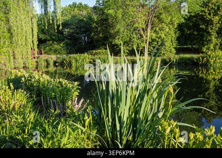Vue verticale de fleurs d'iris jaunes et de roseaux verts le long d'un bord d'eau ensoleillé à Ashburn Village Virginia Banque D'Images