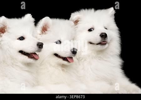 Gros plan trois drôles de chiots blancs Samoyed amicaux couchés ensemble isolés sur fond noir, vue de face Banque D'Images