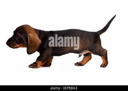Teckel à revêtement lisse chiot marchant dans la vue de côté avec manteau noir sur fond blanc, portrait de studio Banque D'Images