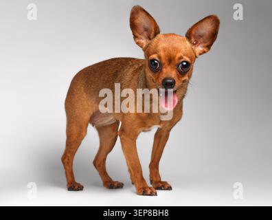 Souriant Brown Toy Terrier avec de grands yeux sur fond blanc Banque D'Images