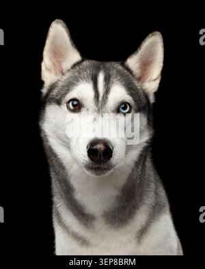Portrait de chien Husky Sibérien sérieux regardant dans la caméra sur fond noir isolé, vue de face Banque D'Images