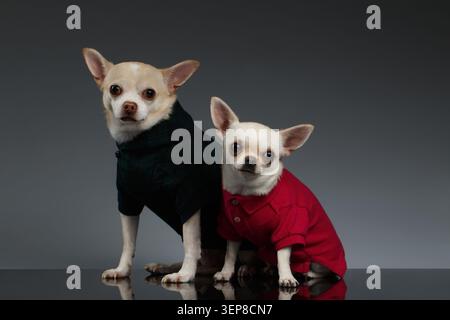 Portrait de deux chiens Chihuahua dans des vêtements élégants. Fond bleu Banque D'Images