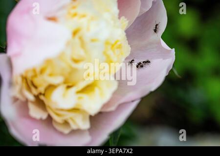 Une équipe de fourmis navigue sur la surface incurvée d'un pétale de pivoine à blush près du centre de la fleur avec un flou vert au-delà tandis que les détails fins de la texture du pétale Banque D'Images