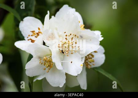 La vue macro d'une fleur de jasmin blanc révèle des pétales croustillants et des étamines dorées avec des textures crémeuses et un bokeh doux évoquant la pureté du parfum et Banque D'Images