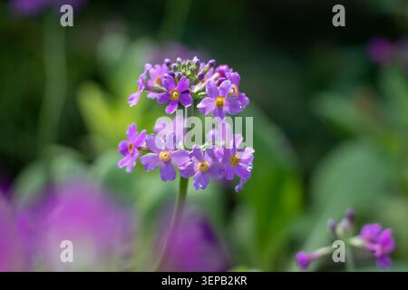 Gros plan de Primula bulleyana avec des fleurs ensoleillées rose vif et un avant-plan doux et flou. Membre de la famille des Primulaceae, montrant une GA printanière vibrante Banque D'Images