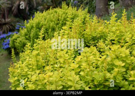 Arbuste décoratif Berberis au feuillage jaune-vert vif illuminant un jardin paysager. Communément appelé épine-vinette. Membre ornemental du Berbère Banque D'Images