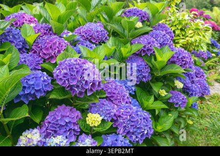Arbuste en fleurs Hydrangea macrophylla avec des fleurs bleues et violettes à différents stades d'ouverture. Bourgeons jaunes, feuillage vert vif et un hor rose foncé Banque D'Images