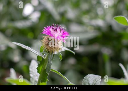 Gros plan d'une fleur de Centaurea seridis, un membre de la famille des Asteraceae, photographiée sur un fond flou doux. Image botanique détaillée hi Banque D'Images