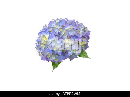 Grappe de fleurs d'hortensia macrophylla vibrante avec des tons bleus, violets et jaunes avec des feuilles vertes fraîches. hortensia ornementale isolée sur un blanc Banque D'Images