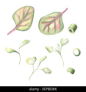 Ensemble Microgreens, anneaux verts à l'oignon pour les plats asiatiques, poke bols, sushis, ramen, salades. Illustration aquarelle peinte à la main isolée sur blanc pour le repos Banque D'Images