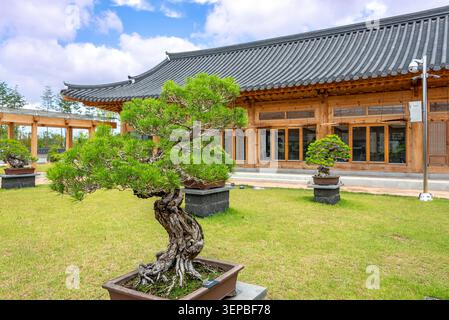 Vue sur le jardin des bonsaï à l'arboretum national Sejong, Sejong, Corée du Sud Banque D'Images