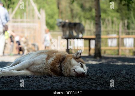 Husky détendu avec les yeux fermés repose sur du gravier foncé au premier plan, avec un parc extérieur flou ou un chenil derrière lui, y compris des gens, des arbres Banque D'Images