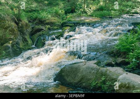 L'eau qui coule rapidement se déplace à travers un ruisseau boisé rocheux entouré de rochers couverts de mousse, de plantes vertes denses, et la croissance forestière ensoleillée en paix Banque D'Images