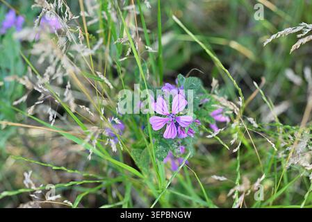 Gros plan de petites fleurs sauvages violettes poussant au milieu de hautes herbes vertes dans une prairie naturelle, avec une mise au point douce et une sensation de campagne estivale calme. Banque D'Images