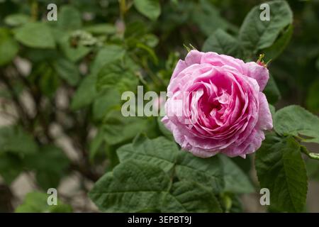 Gros plan d'une rose patrimoniale rose fleurie entourée de feuilles vertes dans un jardin Banque D'Images