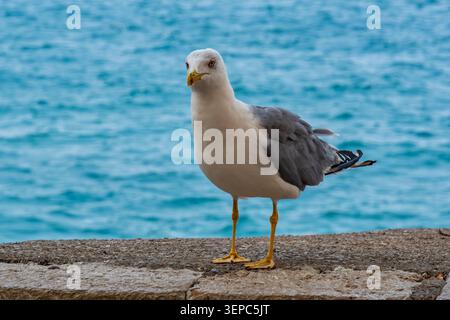 Une mouette se dresse sur un mur de pierre avec la mer Méditerranée bleue légèrement floue en arrière-plan. Banque D'Images
