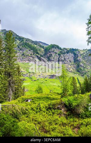 Vue estivale animée d'une vallée alpine près de Pfelders dans le Tyrol du Sud, en Italie, montrant des prairies verdoyantes, une forêt dense de conifères et des pentes rocheuses escarpées Banque D'Images